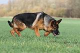 BERGER ALLEMAND 533
